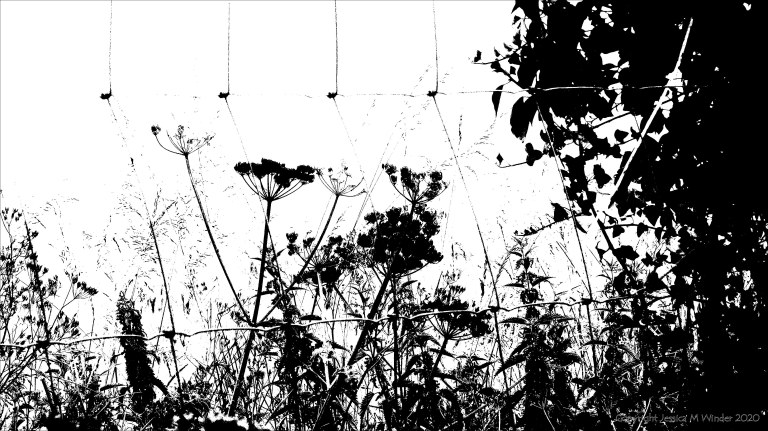 Black and white image of field boundary plants