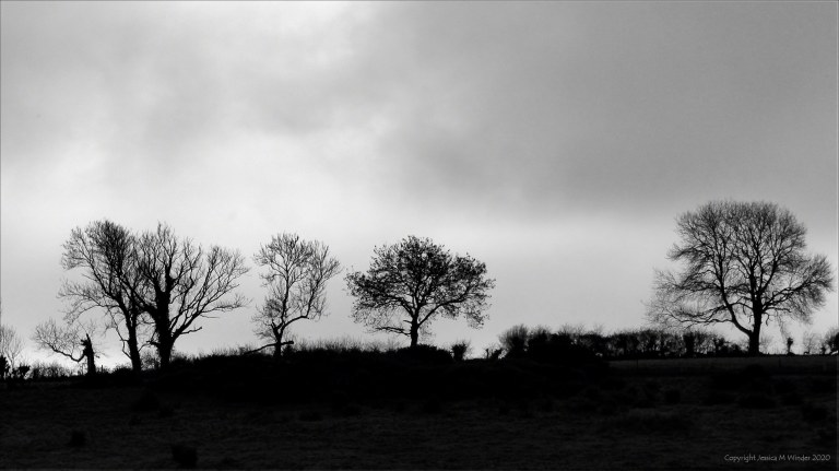 Trees silhouetted against the skyline in winter