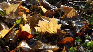 Fallen leaves on the ground in December