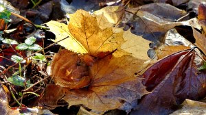 Fallen leaves on the ground in December