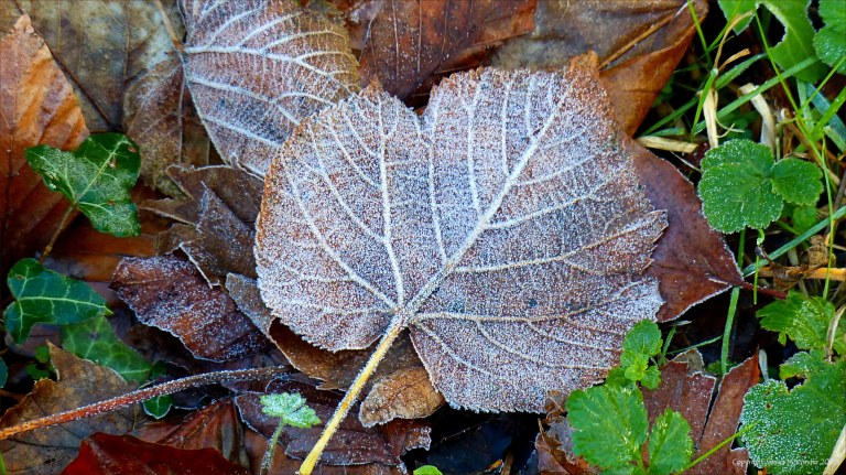 Fallen leaves on the ground in December