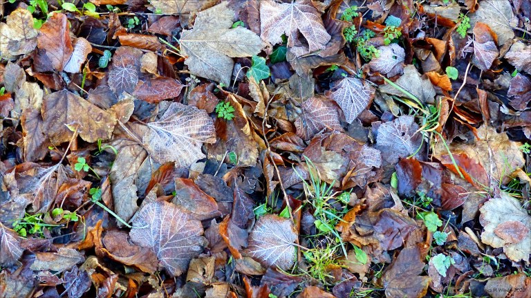 Fallen leaves on the ground in December