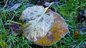 Fallen leaves on the ground in December