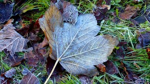 Fallen leaves on the ground in December
