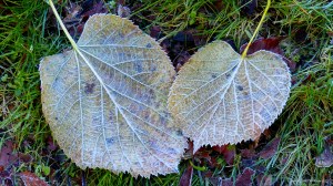 Fallen leaves on the ground in December