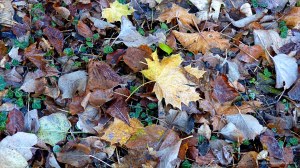 Fallen leaves on the ground in December