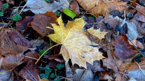 Fallen leaves on the ground in December
