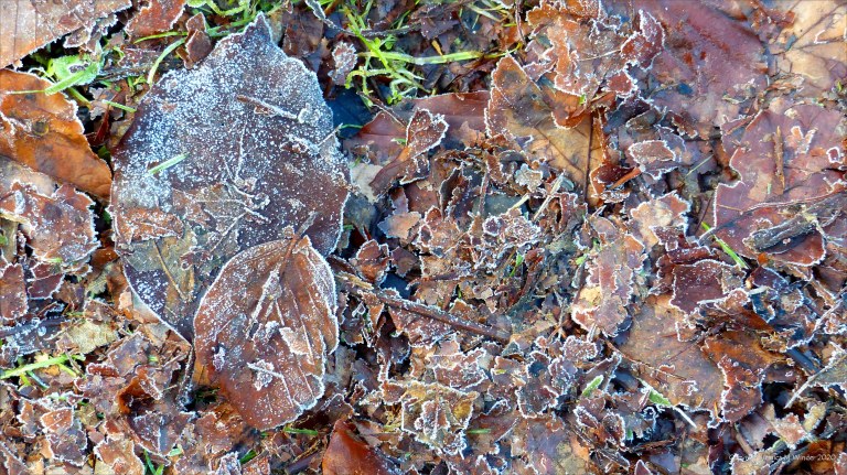 Fallen leaves on the ground in December