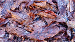 Fallen leaves on the ground in December