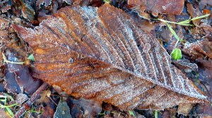 Fallen leaves on the ground in December