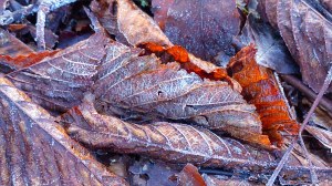 Fallen leaves on the ground in December