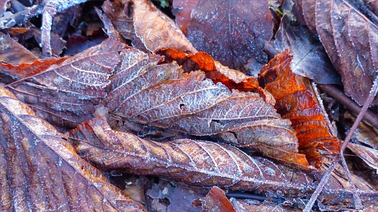Fallen leaves on the ground in December