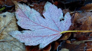 Fallen leaves on the ground in December