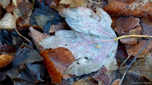 Fallen leaves on the ground in December