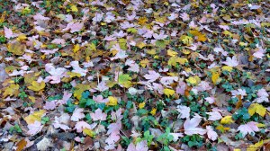 Fallen leaves on the ground in December