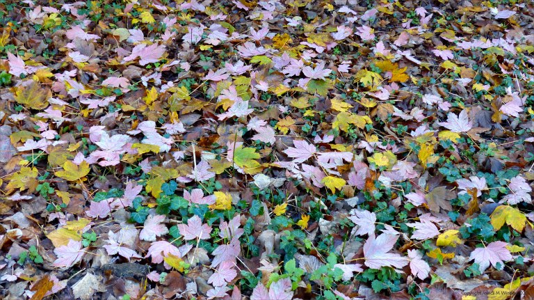 Fallen leaves on the ground in December