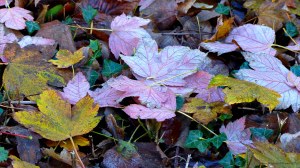 Fallen leaves on the ground in December