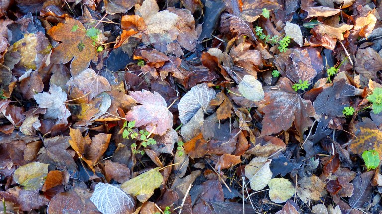 Fallen leaves on the ground in December
