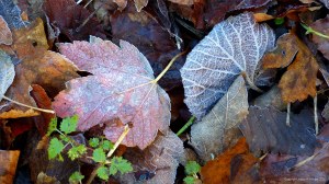 Fallen leaves on the ground in December