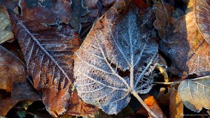 Fallen leaves on the ground in December