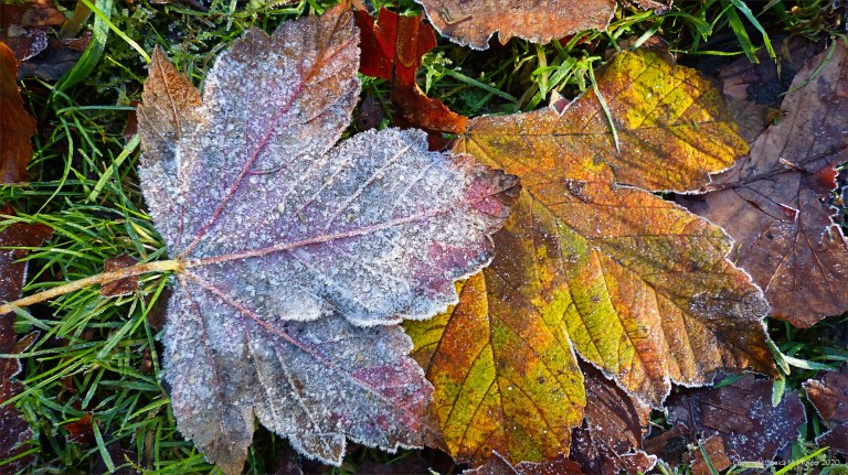 Fallen leaves on the ground in December