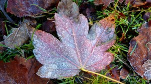 Fallen leaves on the ground in December