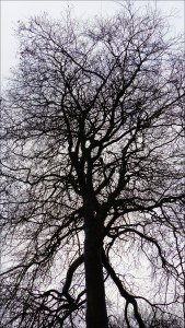 Natural patterns of branches in winter trees