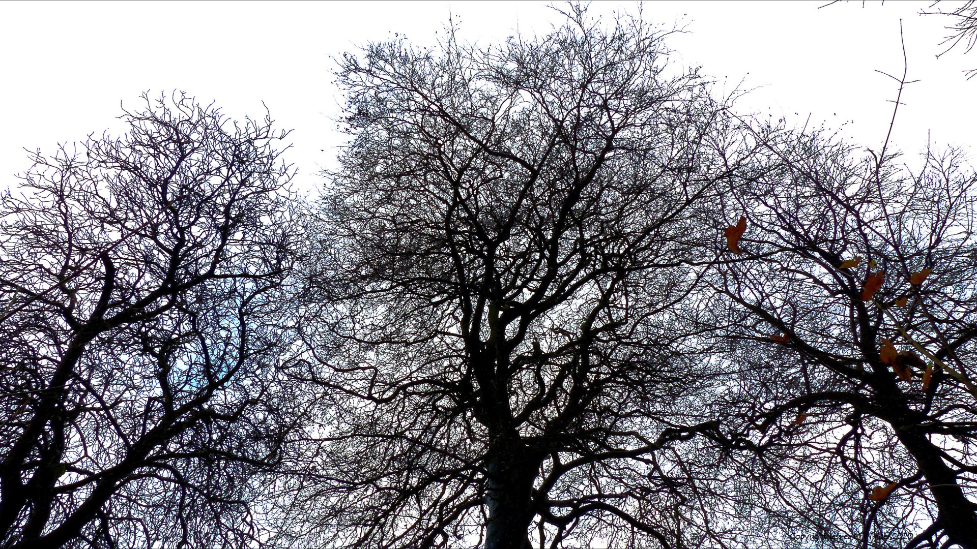 Natural patterns of branches in winter trees