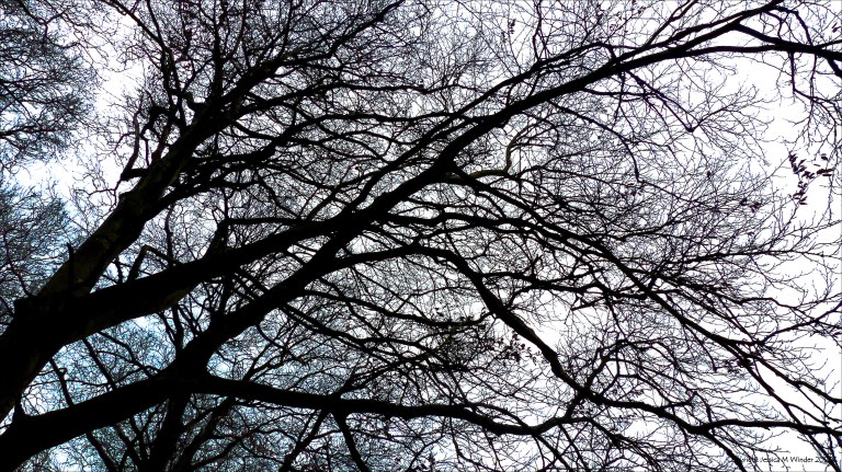 Natural patterns of branches in winter trees