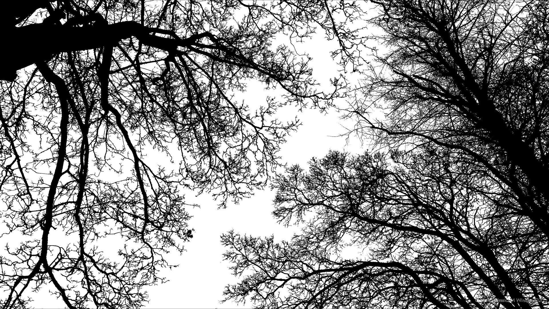 Natural patterns of branches in winter trees