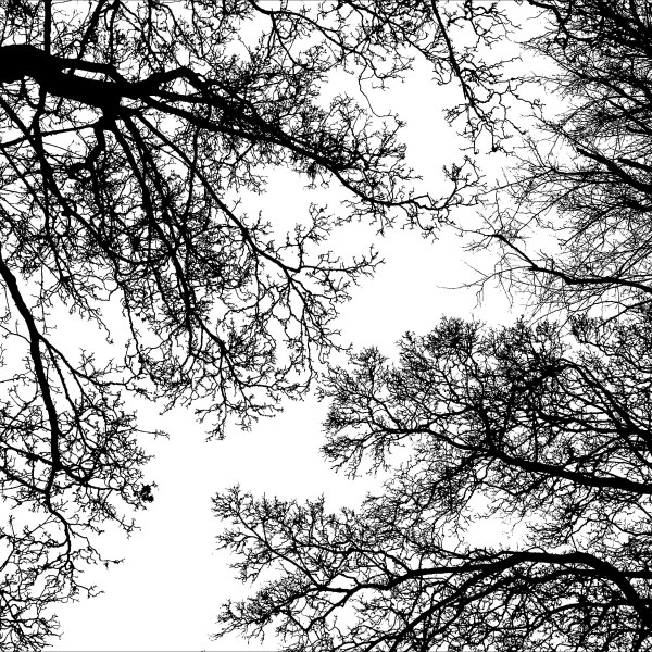 Natural patterns of branches in winter trees
