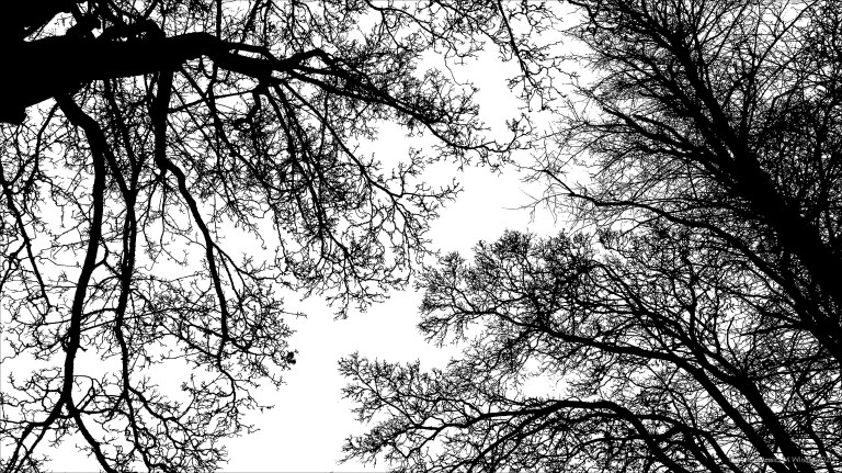 Natural patterns of branches in winter trees
