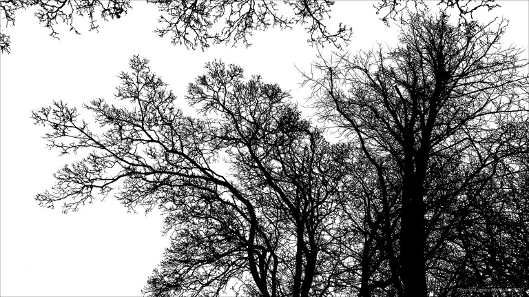 Natural patterns of branches in winter trees