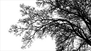 Natural patterns of branches in winter trees