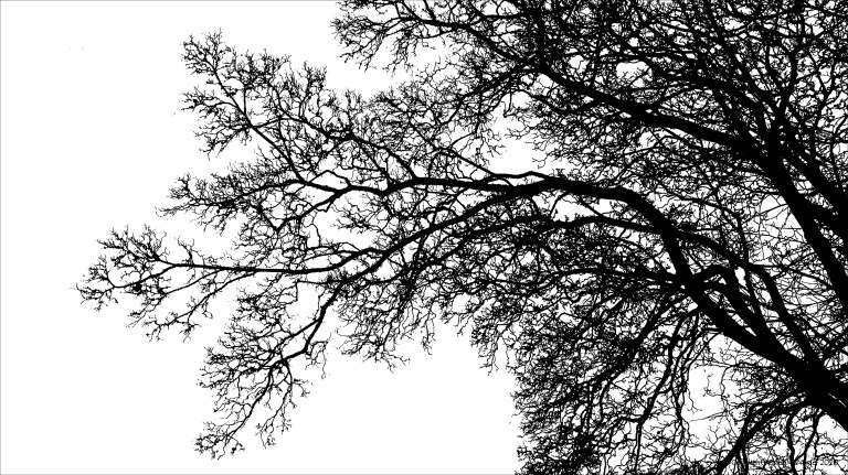 Natural patterns of branches in winter trees