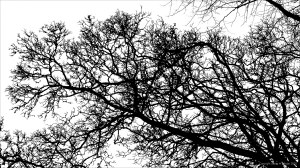 Natural patterns of branches in winter trees