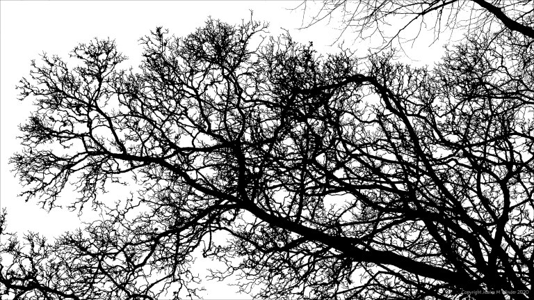 Natural patterns of branches in winter trees