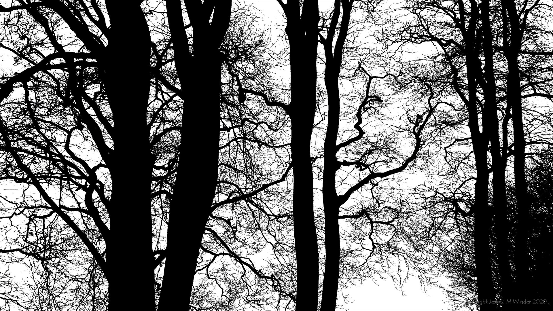 Natural patterns of winter branches