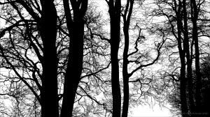 Natural patterns of winter branches