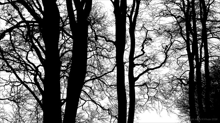 Natural patterns of winter branches