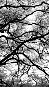 Natural patterns of winter branches