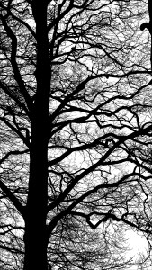 Natural patterns of winter branches