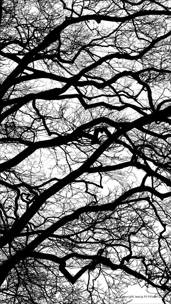 Natural patterns of winter branches