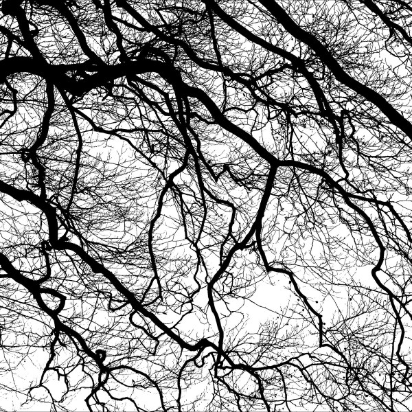 Natural patterns of winter branches