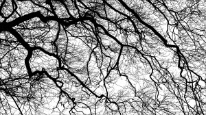 Natural patterns of winter branches