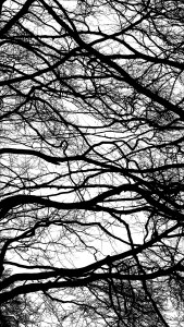 Natural patterns of winter branches