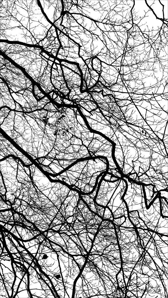 Natural patterns of winter branches