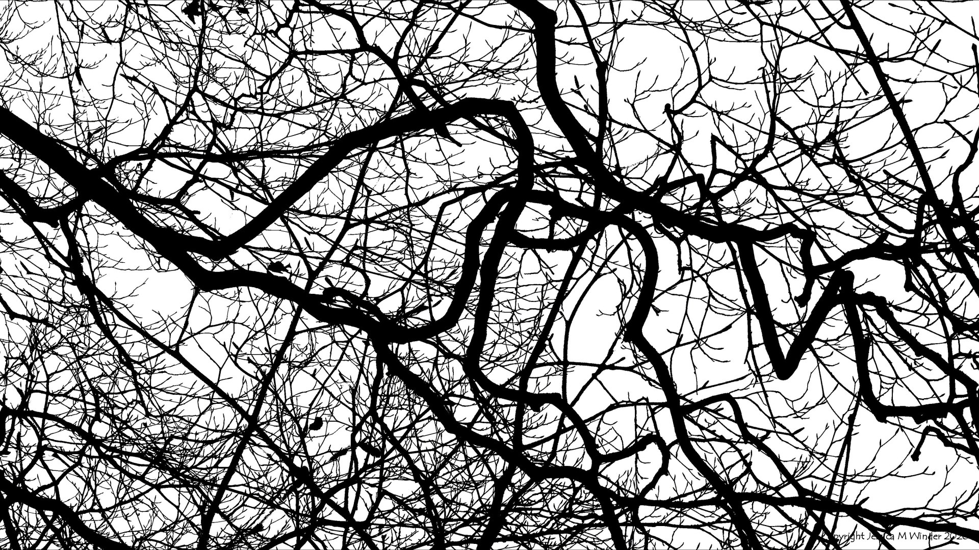 Natural patterns of winter branches