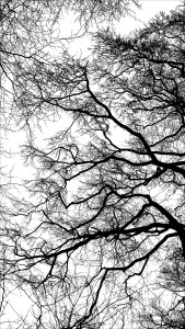 Natural patterns of winter branches