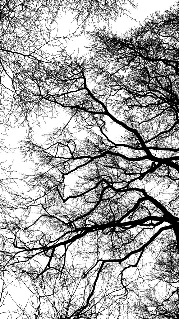 Natural patterns of winter branches